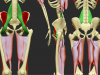 iliopsoas