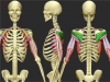 infraspinatus