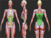 latissimus_dorsi