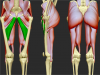 longus