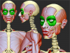 orbicularis_oculi