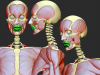orbicularis_oris