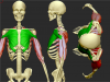 pectoralis_major