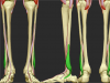 peroneus_brevis