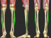 peroneus_longus