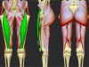 rectus_femoris
