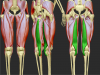 semimembranosus