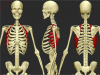 serratus_anterior