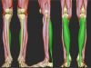 soleus_muscle